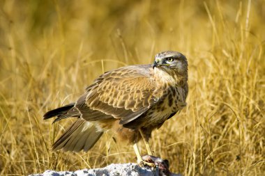 Yırtıcı şahin kuşu ve en az gelincik avla. Sarı kuru çim arka planda. Kuş: Uzun bacaklı Şahin. Buteo rufinus. Hunt: En az Gelincik. Mustela nivalis.