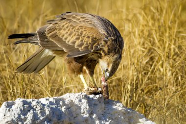Yırtıcı şahin kuşu ve en az gelincik avla. Sarı kuru çim arka planda. Kuş: Uzun bacaklı Şahin. Buteo rufinus. Hunt: En az Gelincik. Mustela nivalis.