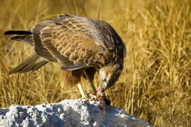 Yırtıcı şahin kuşu ve en az gelincik avla. Sarı kuru çim arka planda. Kuş: Uzun bacaklı Şahin. Buteo rufinus. Hunt: En az Gelincik. Mustela nivalis.