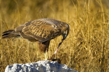 Yırtıcı şahin kuşu ve en az gelincik avla. Sarı kuru çim arka planda. Kuş: Uzun bacaklı Şahin. Buteo rufinus. Hunt: En az Gelincik. Mustela nivalis.