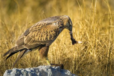 Yırtıcı şahin kuşu ve en az gelincik avla. Sarı kuru çim arka planda. Kuş: Uzun bacaklı Şahin. Buteo rufinus. Hunt: En az Gelincik. Mustela nivalis.