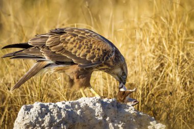 Yırtıcı şahin kuşu ve en az gelincik avla. Sarı kuru çim arka planda. Kuş: Uzun bacaklı Şahin. Buteo rufinus. Hunt: En az Gelincik. Mustela nivalis.