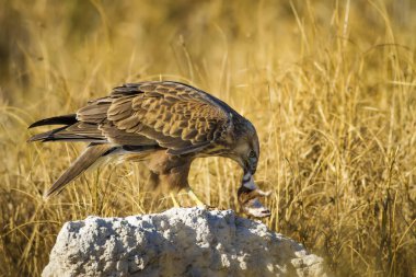 Yırtıcı şahin kuşu ve en az gelincik avla. Sarı kuru çim arka planda. Kuş: Uzun bacaklı Şahin. Buteo rufinus. Hunt: En az Gelincik. Mustela nivalis.