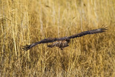 Yırtıcı şahin kuşu ve en az gelincik avla. Sarı kuru çim arka planda. Kuş: Uzun bacaklı Şahin. Buteo rufinus. Hunt: En az Gelincik. Mustela nivalis.