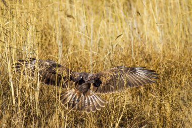 Yırtıcı şahin kuşu ve en az gelincik avla. Sarı kuru çim arka planda. Kuş: Uzun bacaklı Şahin. Buteo rufinus. Hunt: En az Gelincik. Mustela nivalis.