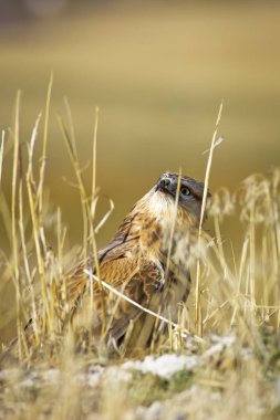 Yırtıcı şahin kuşu ve en az gelincik avla. Sarı kuru çim arka planda. Kuş: Uzun bacaklı Şahin. Buteo rufinus. Hunt: En az Gelincik. Mustela nivalis.