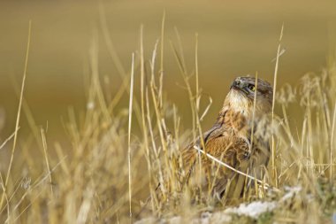 Yırtıcı şahin kuşu ve en az gelincik avla. Sarı kuru çim arka planda. Kuş: Uzun bacaklı Şahin. Buteo rufinus. Hunt: En az Gelincik. Mustela nivalis.