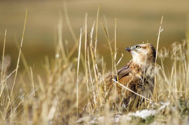 Yırtıcı şahin kuşu ve en az gelincik avla. Sarı kuru çim arka planda. Kuş: Uzun bacaklı Şahin. Buteo rufinus. Hunt: En az Gelincik. Mustela nivalis.
