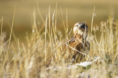Yırtıcı şahin kuşu ve en az gelincik avla. Sarı kuru çim arka planda. Kuş: Uzun bacaklı Şahin. Buteo rufinus. Hunt: En az Gelincik. Mustela nivalis.