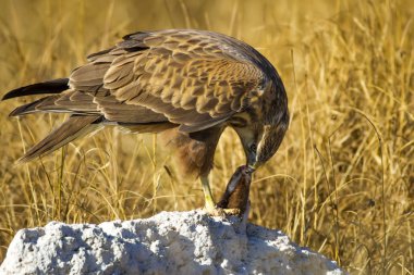 Yırtıcı şahin kuşu ve en az gelincik avla. Sarı kuru çim arka planda. Kuş: Uzun bacaklı Şahin. Buteo rufinus. Hunt: En az Gelincik. Mustela nivalis.