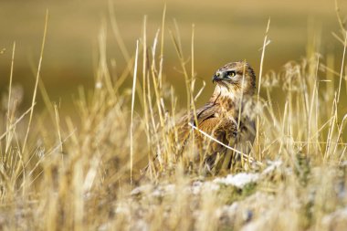 Yırtıcı şahin kuşu ve en az gelincik avla. Sarı kuru çim arka planda. Kuş: Uzun bacaklı Şahin. Buteo rufinus. Hunt: En az Gelincik. Mustela nivalis.