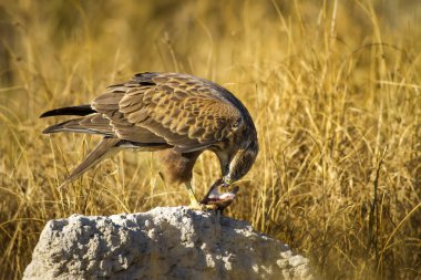 Yırtıcı şahin kuşu ve en az gelincik avla. Sarı kuru çim arka planda. Kuş: Uzun bacaklı Şahin. Buteo rufinus. Hunt: En az Gelincik. Mustela nivalis.