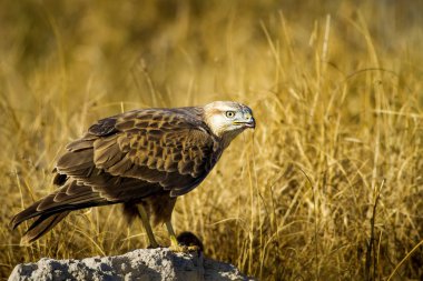 Yırtıcı şahin kuşu ve en az gelincik avla. Sarı kuru çim arka planda. Kuş: Uzun bacaklı Şahin. Buteo rufinus. Hunt: En az Gelincik. Mustela nivalis.