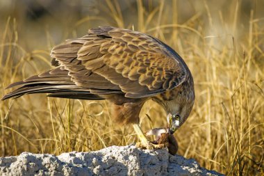 Yırtıcı şahin kuşu ve en az gelincik avla. Sarı kuru çim arka planda. Kuş: Uzun bacaklı Şahin. Buteo rufinus. Hunt: En az Gelincik. Mustela nivalis.