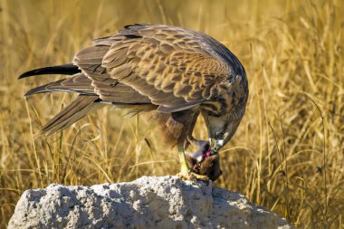 Yırtıcı şahin kuşu ve en az gelincik avla. Sarı kuru çim arka planda. Kuş: Uzun bacaklı Şahin. Buteo rufinus. Hunt: En az Gelincik. Mustela nivalis.