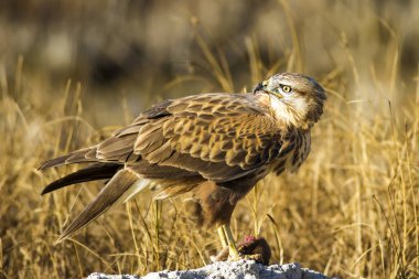 Yırtıcı şahin kuşu ve en az gelincik avla. Sarı kuru çim arka planda. Kuş: Uzun bacaklı Şahin. Buteo rufinus. Hunt: En az Gelincik. Mustela nivalis.