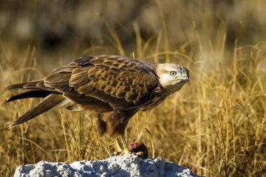 Yırtıcı şahin kuşu ve en az gelincik avla. Sarı kuru çim arka planda. Kuş: Uzun bacaklı Şahin. Buteo rufinus. Hunt: En az Gelincik. Mustela nivalis.