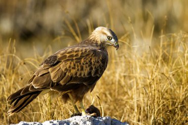 Yırtıcı şahin kuşu ve en az gelincik avla. Sarı kuru çim arka planda. Kuş: Uzun bacaklı Şahin. Buteo rufinus. Hunt: En az Gelincik. Mustela nivalis.