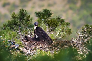Akbaba yuvası. Cinereous Akbaba. Çam ağacı. Yeşil orman arka planı. Kızılcahamam Türkiye.