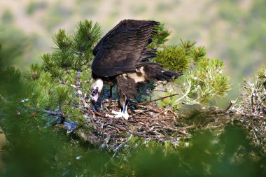 Akbaba yuvası. Cinereous Akbaba. Çam ağacı. Yeşil orman arka planı. Kızılcahamam Türkiye.