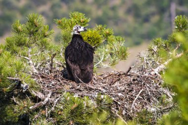 Akbaba yuvası. Cinereous Akbaba. Çam ağacı. Yeşil orman arka planı. Kızılcahamam Türkiye.