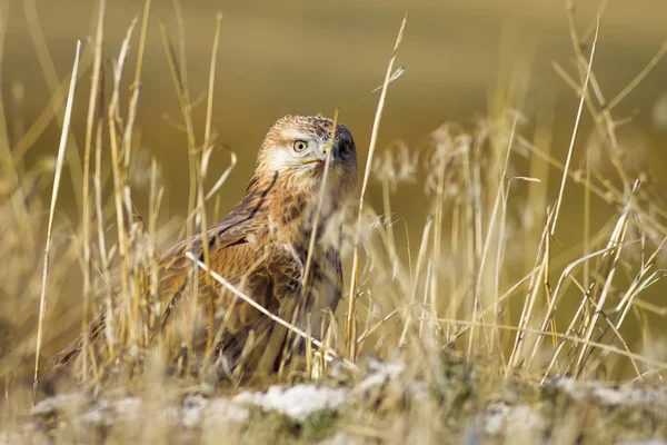 Bird of prey buzzard and hunt Least Weasel. On yellow dry grass background. Bird: Long legged Buzzard. Buteo rufinus. Hunt: Least Weasel. Mustela nivalis.