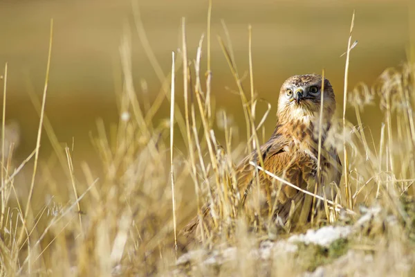 Bird of prey buzzard and hunt Least Weasel. On yellow dry grass background. Bird: Long legged Buzzard. Buteo rufinus. Hunt: Least Weasel. Mustela nivalis.