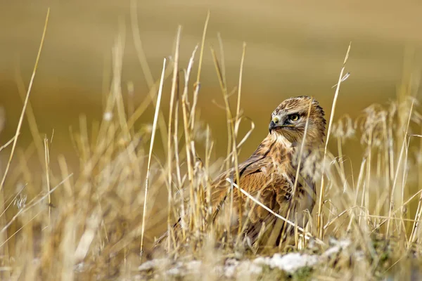 Bird of prey buzzard and hunt Least Weasel. On yellow dry grass background. Bird: Long legged Buzzard. Buteo rufinus. Hunt: Least Weasel. Mustela nivalis.