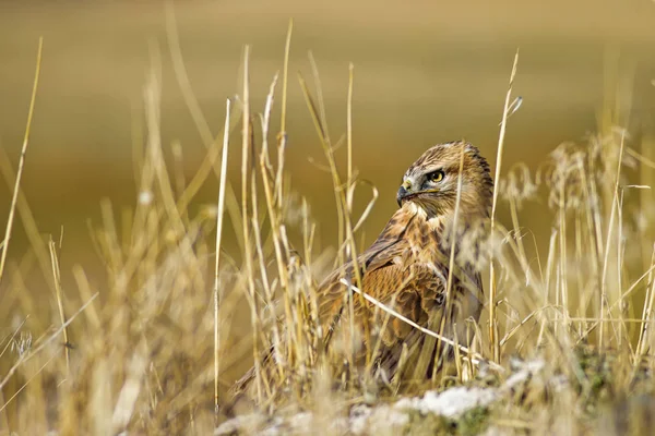 Yırtıcı şahin kuşu ve en az gelincik avla. Sarı kuru çim arka planda. Kuş: Uzun bacaklı Şahin. Buteo rufinus. Hunt: En az Gelincik. Mustela nivalis.