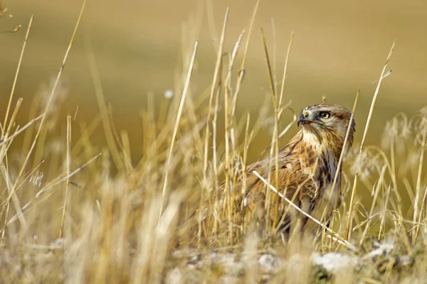 Pájaro Presa Buitre Caza Menos Comadreja Sobre Fondo Hierba Seca — Foto de Stock