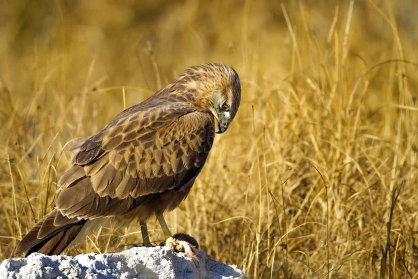 Bird of prey buzzard and hunt Least Weasel. On yellow dry grass background. Bird: Long legged Buzzard. Buteo rufinus. Hunt: Least Weasel. Mustela nivalis.