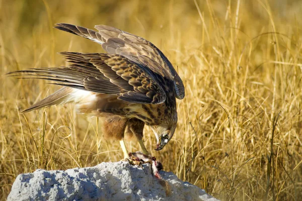 Yırtıcı şahin kuşu ve en az gelincik avla. Sarı kuru çim arka planda. Kuş: Uzun bacaklı Şahin. Buteo rufinus. Hunt: En az Gelincik. Mustela nivalis.