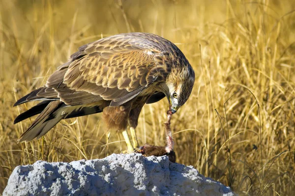 Yırtıcı şahin kuşu ve en az gelincik avla. Sarı kuru çim arka planda. Kuş: Uzun bacaklı Şahin. Buteo rufinus. Hunt: En az Gelincik. Mustela nivalis.