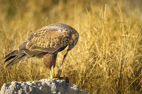 Yırtıcı şahin kuşu ve en az gelincik avla. Sarı kuru çim arka planda. Kuş: Uzun bacaklı Şahin. Buteo rufinus. Hunt: En az Gelincik. Mustela nivalis.