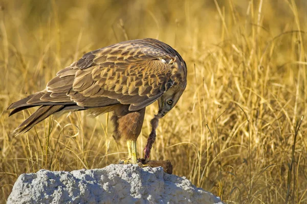 Yırtıcı şahin kuşu ve en az gelincik avla. Sarı kuru çim arka planda. Kuş: Uzun bacaklı Şahin. Buteo rufinus. Hunt: En az Gelincik. Mustela nivalis.