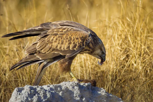 Yırtıcı şahin kuşu ve en az gelincik avla. Sarı kuru çim arka planda. Kuş: Uzun bacaklı Şahin. Buteo rufinus. Hunt: En az Gelincik. Mustela nivalis.