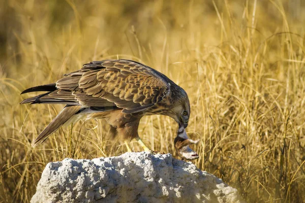 Yırtıcı şahin kuşu ve en az gelincik avla. Sarı kuru çim arka planda. Kuş: Uzun bacaklı Şahin. Buteo rufinus. Hunt: En az Gelincik. Mustela nivalis.