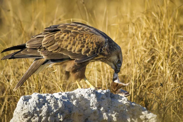 Yırtıcı şahin kuşu ve en az gelincik avla. Sarı kuru çim arka planda. Kuş: Uzun bacaklı Şahin. Buteo rufinus. Hunt: En az Gelincik. Mustela nivalis.