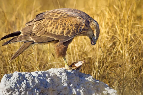 Bird of prey buzzard and hunt Least Weasel. On yellow dry grass background. Bird: Long legged Buzzard. Buteo rufinus. Hunt: Least Weasel. Mustela nivalis.