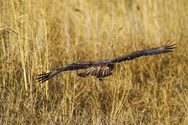 Yırtıcı şahin kuşu ve en az gelincik avla. Sarı kuru çim arka planda. Kuş: Uzun bacaklı Şahin. Buteo rufinus. Hunt: En az Gelincik. Mustela nivalis.