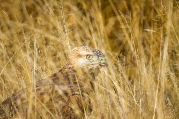 Bird of prey buzzard and hunt Least Weasel. On yellow dry grass background. Bird: Long legged Buzzard. Buteo rufinus. Hunt: Least Weasel. Mustela nivalis.