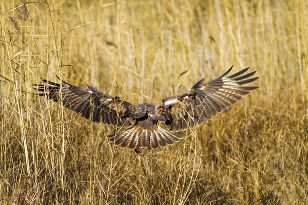 Yırtıcı şahin kuşu ve en az gelincik avla. Sarı kuru çim arka planda. Kuş: Uzun bacaklı Şahin. Buteo rufinus. Hunt: En az Gelincik. Mustela nivalis.