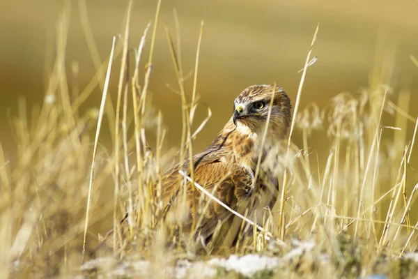 Pájaro Presa Buitre Caza Menos Comadreja Sobre Fondo Hierba Seca — Foto de Stock