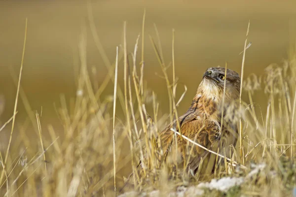 Yırtıcı şahin kuşu ve en az gelincik avla. Sarı kuru çim arka planda. Kuş: Uzun bacaklı Şahin. Buteo rufinus. Hunt: En az Gelincik. Mustela nivalis.