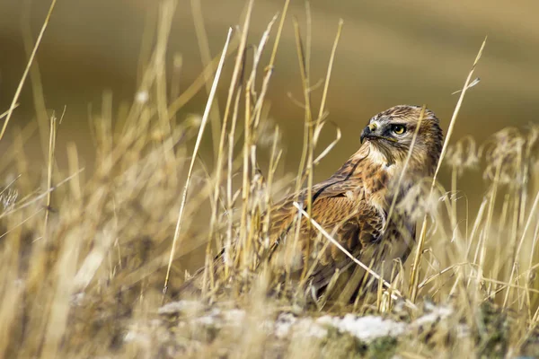 Yırtıcı şahin kuşu ve en az gelincik avla. Sarı kuru çim arka planda. Kuş: Uzun bacaklı Şahin. Buteo rufinus. Hunt: En az Gelincik. Mustela nivalis.