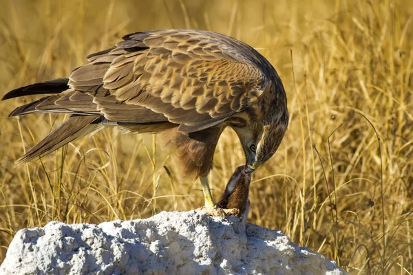 Yırtıcı şahin kuşu ve en az gelincik avla. Sarı kuru çim arka planda. Kuş: Uzun bacaklı Şahin. Buteo rufinus. Hunt: En az Gelincik. Mustela nivalis.