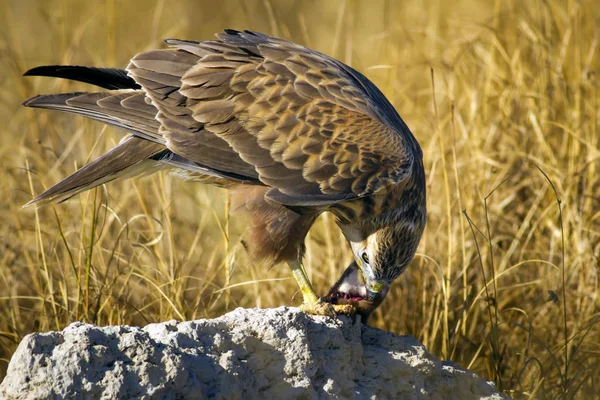 Yırtıcı şahin kuşu ve en az gelincik avla. Sarı kuru çim arka planda. Kuş: Uzun bacaklı Şahin. Buteo rufinus. Hunt: En az Gelincik. Mustela nivalis.