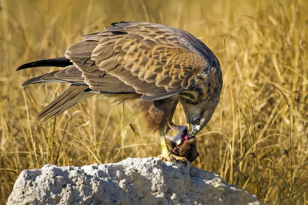 Yırtıcı şahin kuşu ve en az gelincik avla. Sarı kuru çim arka planda. Kuş: Uzun bacaklı Şahin. Buteo rufinus. Hunt: En az Gelincik. Mustela nivalis.
