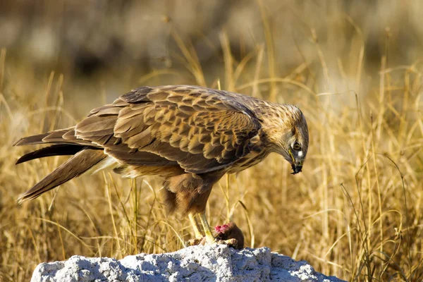 Yırtıcı şahin kuşu ve en az gelincik avla. Sarı kuru çim arka planda. Kuş: Uzun bacaklı Şahin. Buteo rufinus. Hunt: En az Gelincik. Mustela nivalis.