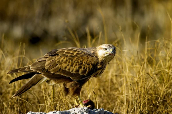 Yırtıcı şahin kuşu ve en az gelincik avla. Sarı kuru çim arka planda. Kuş: Uzun bacaklı Şahin. Buteo rufinus. Hunt: En az Gelincik. Mustela nivalis.